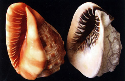 天然の巻貝2種。左がコーネリアン、右がサードニクス